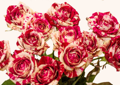 Růže Harlequin 45,-