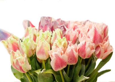 Tulipány frost 45,-