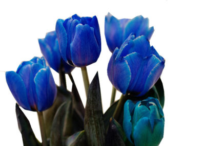 tulipány modré 45