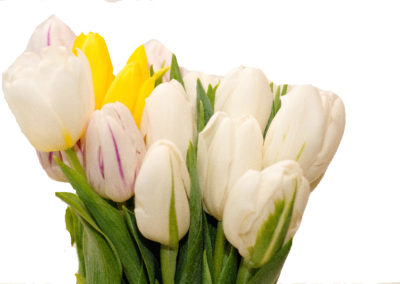 tulipány různé barvy 25,-